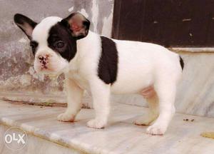 French bulldog Puppy Available