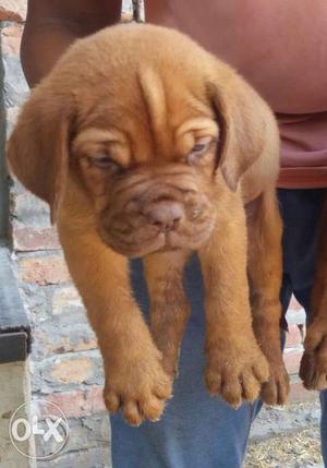 French mastiff Bordeaux female pup full quality