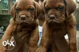 French mastiff Puppies