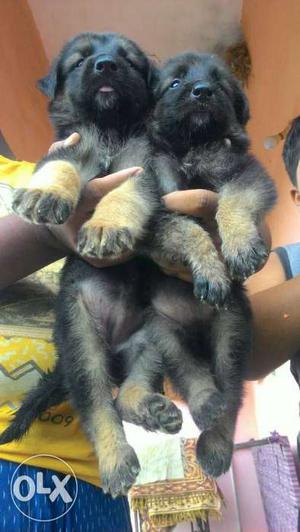 GSD Female for sale in nagpur good quality