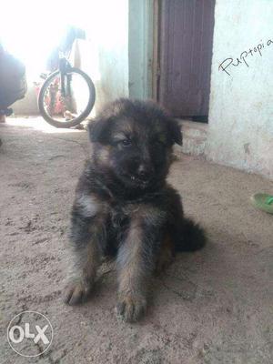 German Shepard puppies/ dogs for sale find a flower like bud