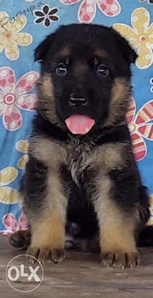 German Shepard puppies/dog for sale find a kind heart in