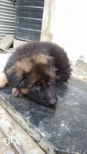 German Shepherd For Sale Urgently