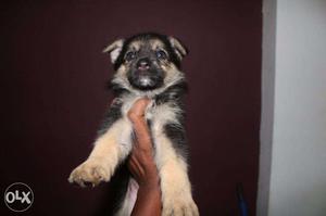 German Shepherd champion line puppy in very low price