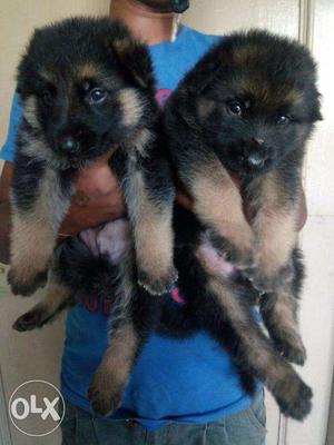 German Shepherd good quality pups available call now number