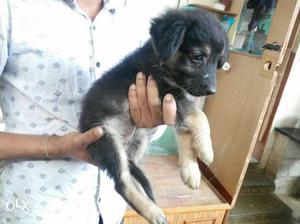 German Shepherd puppy female dog low price and pug also