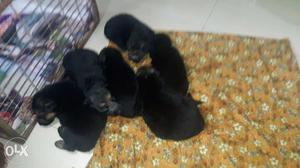 German shepherd Puppy for sale contact right give