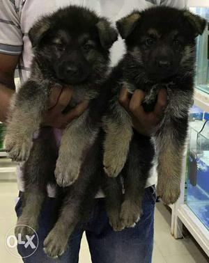 German shepherd male available  with paper show quality