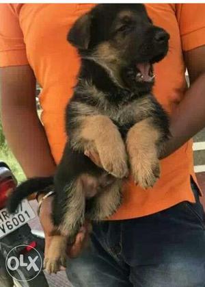 German shepherd male pup available..