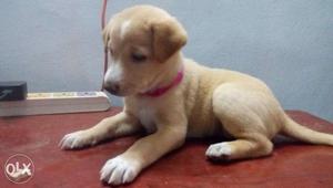 German shepherd mix female puppies fawn and black