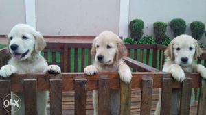 Golden Retreiver Pups