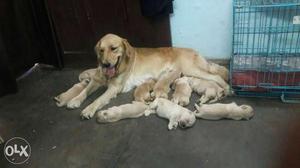 Golden Retriever Puppies For Sale Very Avtive And