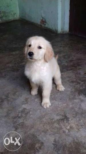 Golden retriever female puppy's for sale Dr