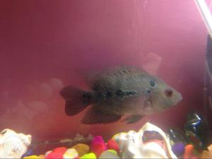 Gray And Black Coated Fish