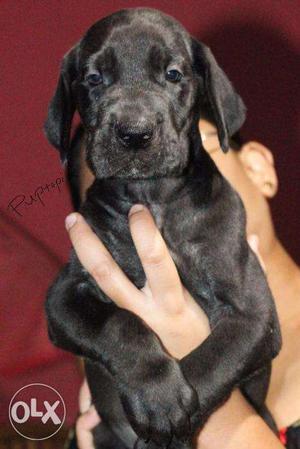 Great Dane puppy/dog for sale find a kids friendly buddy in