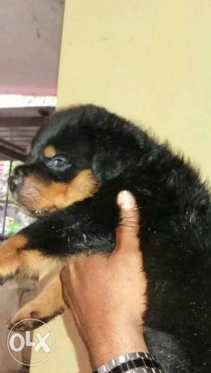 Havy punch show quality puppies available