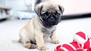 I need a pug...