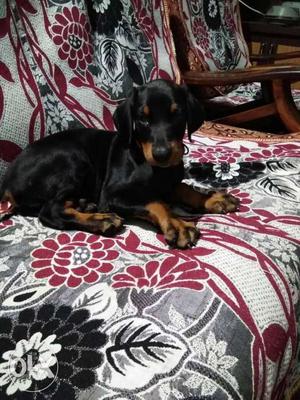 I want doberman male puppy 3to5 month old plz