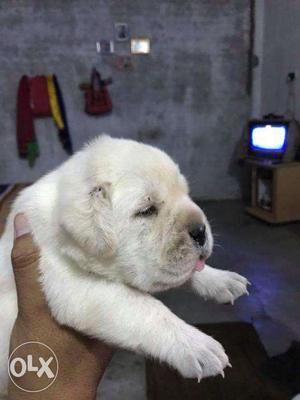 Imported lines labrador pup 25 day