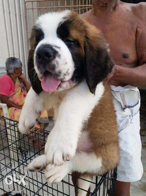 Imported quality Saint bernard puppies in chennai