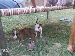 Indion pit bull treri line pup female sale