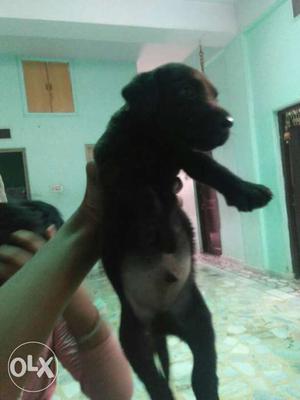 Lab black and forn color male for sale 1 month