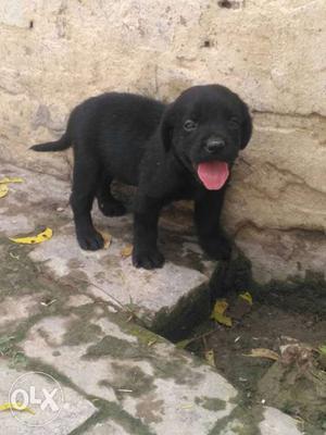Lab hi lab gsd nd rott pug available nd all type sell