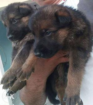 Lab hi lab rott nd gsd. pug puppies available for