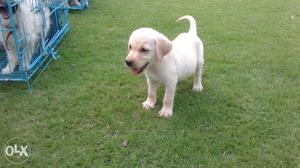 Lab pup sale