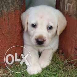Labra dog puppy for sell