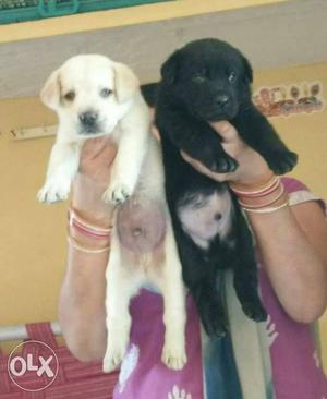 Labrador,, German Shepard,, Rottweiler,, Lhasa