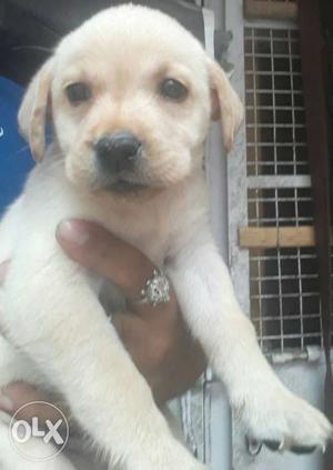 Labrador Puppy mother is kci paper only female puppy left 40