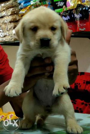 Labrador female pup available..