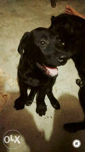 Labrador male black color 3 month all injection complete