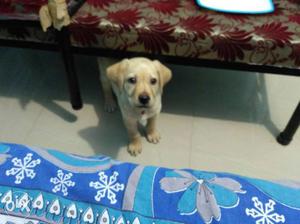 Labrador male dog 2months urgent sale