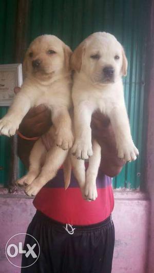 Labrador male puppy available  show quality with Kci