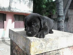 Labrador puppy just 30 days apple face heavy bone