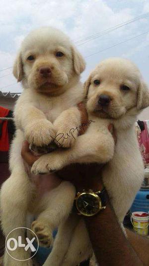 Labrador puppy/dog fr sale find a sweet friend in dogs