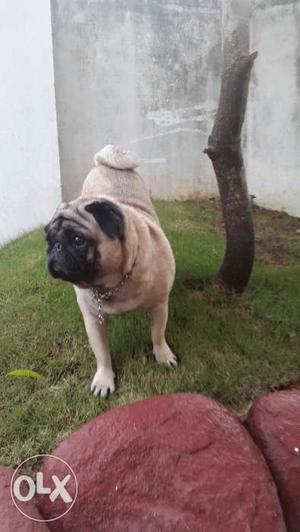 Male pug for sale.