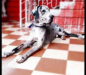 Marlequin Great Dane Dog