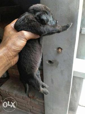 Medium-coated Black Puppy