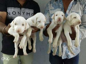Mudhol Puppies for sale cost 