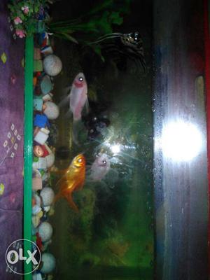 My 5 fish available Rs. 300