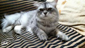 Need a female persian cat for my male cat..He is