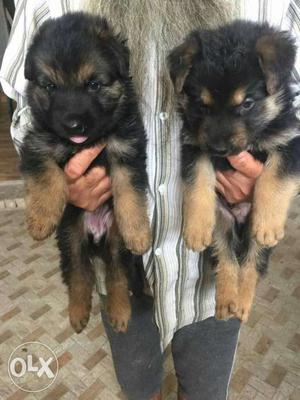 O6 German Shepherd puppy 35 days old available