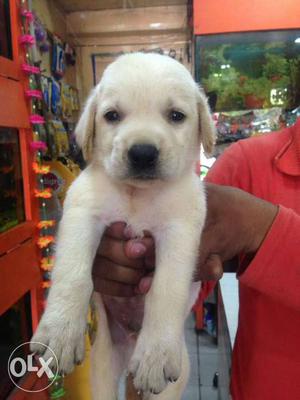 O6 Labrador puppy male and female available