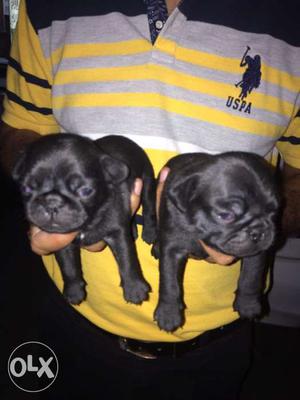 O6 pug puppy z Black pure breed top quality puppy