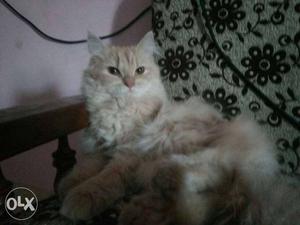 One male and one female ragdoll cats 1 year baby