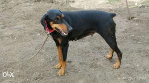 Original bread Doberman Puppies