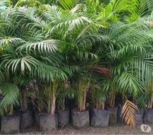 Palm plant for sale at Kisan Nursery Seldoh Nagpur